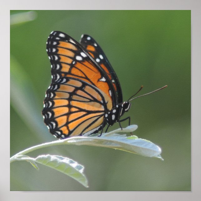 Butterfly Resting On A Leaf Poster (Front)