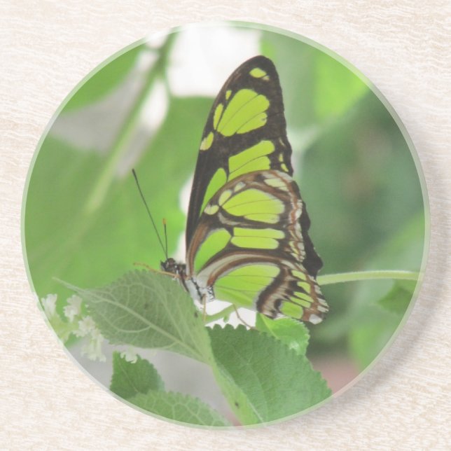 Butterfly Sandstone Coasters (Front)