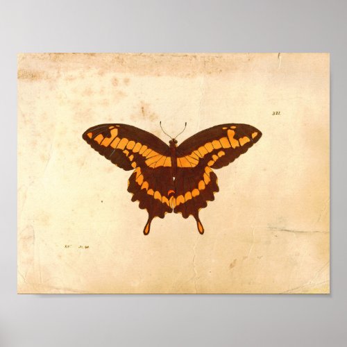 Butterfly scientific illustration print