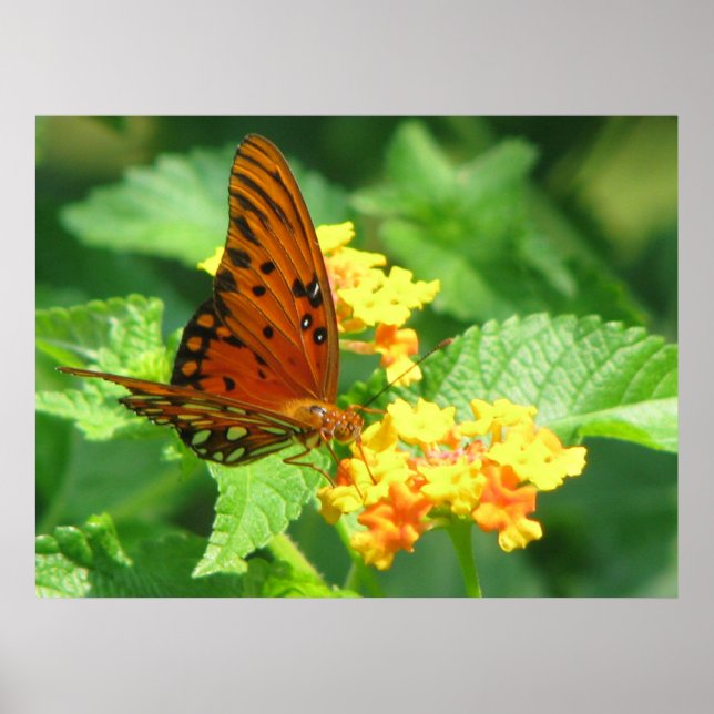 Butterfly Series Poster (Front)