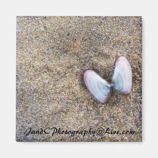 Butterfly Shells Magnet