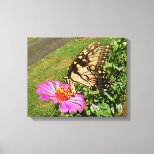 Butterfly Sipping Zinnia Canvas Print