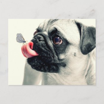 Butterfly Sitting On Pugs Tongue Postcard by biutiful at Zazzle