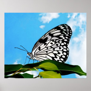 Butterfly & Sky Poster