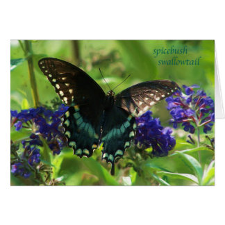 butterfly_spicebush_1769x_Paint Cards