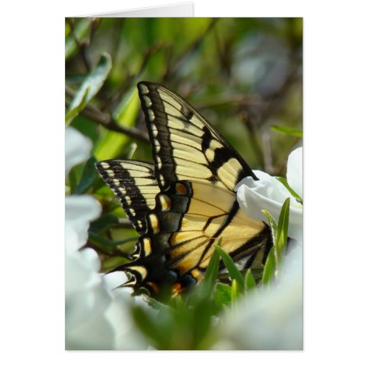 Butterfly Spring Cards (Front)