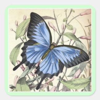 Butterfly Square Sticker. Square Sticker