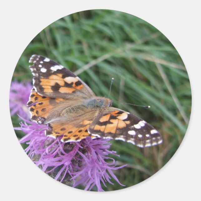 Butterfly Stickers (Front)