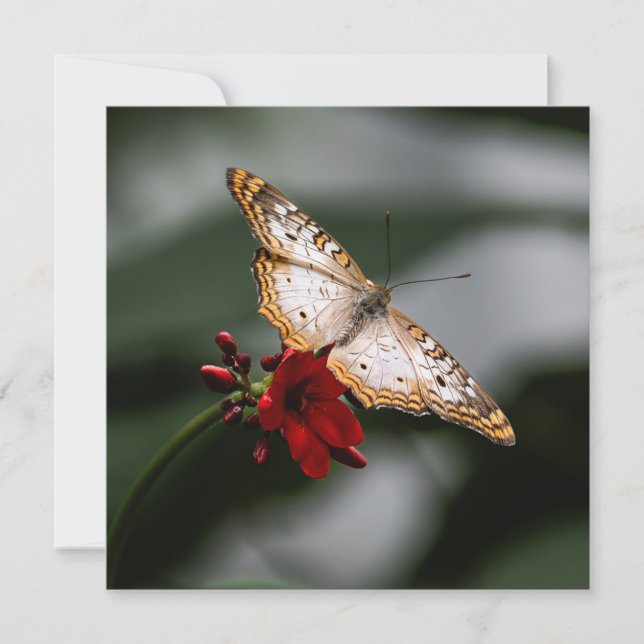 Butterfly Thank You Card (Front)