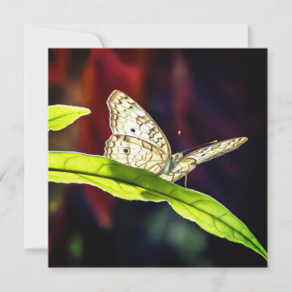 Butterfly Thank You Card