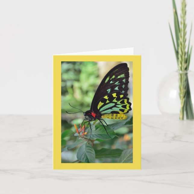 Butterfly Thank-You Note Card (Front)