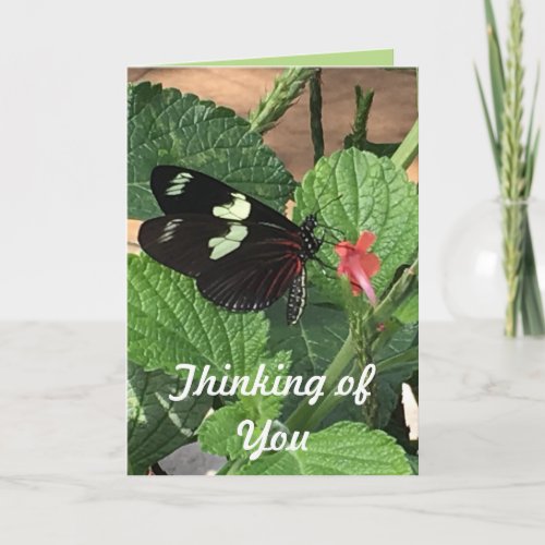 Butterfly Thinking of You Card