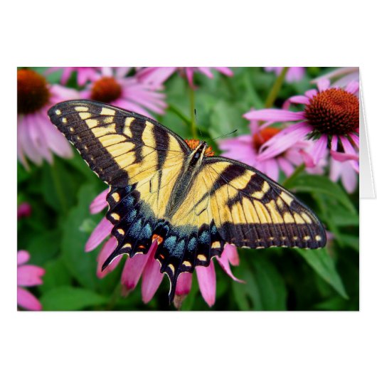 Butterfly Tiger Swallowtail Cards (Front Horizontal)