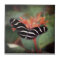 Butterfly Tile