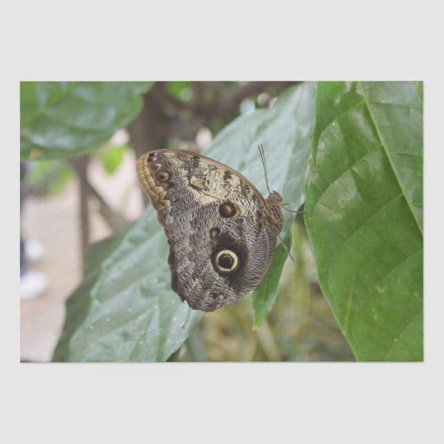 Butterfly Tissue Paper (Front)
