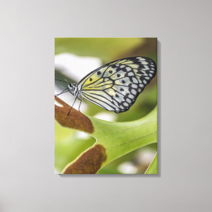 Butterfly up close canvas print