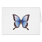 Butterfly: Vector Illustration: (Front Horizontal)