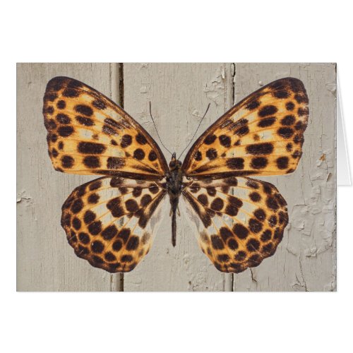 Butterfly wLeopard Spots on Wood Background Card