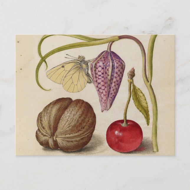 Butterfly Walnut Flower Cherry Watercolor Art Postcard (Front)