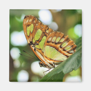 Butterfly Watching Nature Photography Magnet