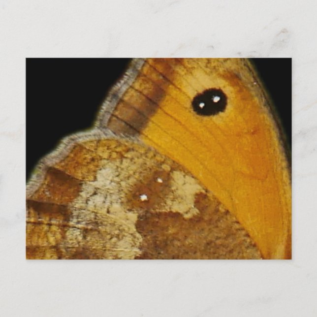 Butterfly Wing Postcard (Front)