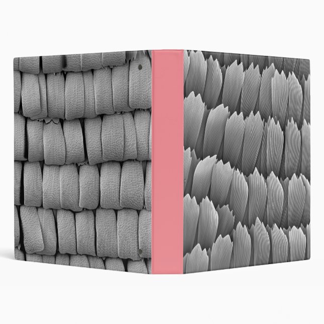 Butterfly wing scales Binder (Background)