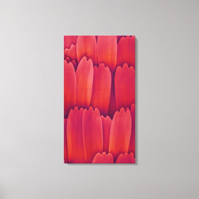 Butterfly Wing Scales Canvas Print (Front)