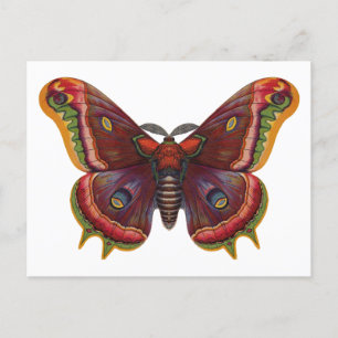 Butterfly Wings Insect Vintage Postcard