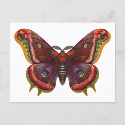 Butterfly Wings Insect Vintage Postcard