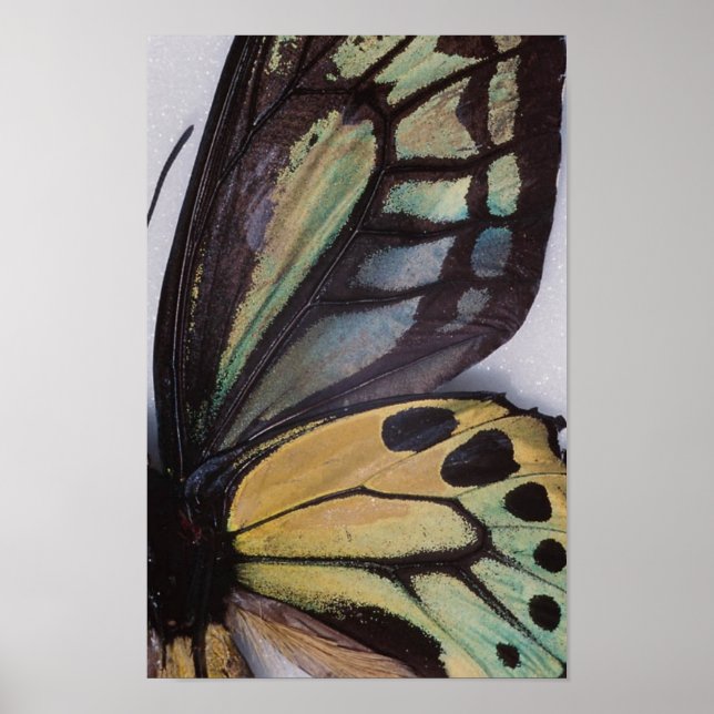 Butterfly Wings Poster (Front)