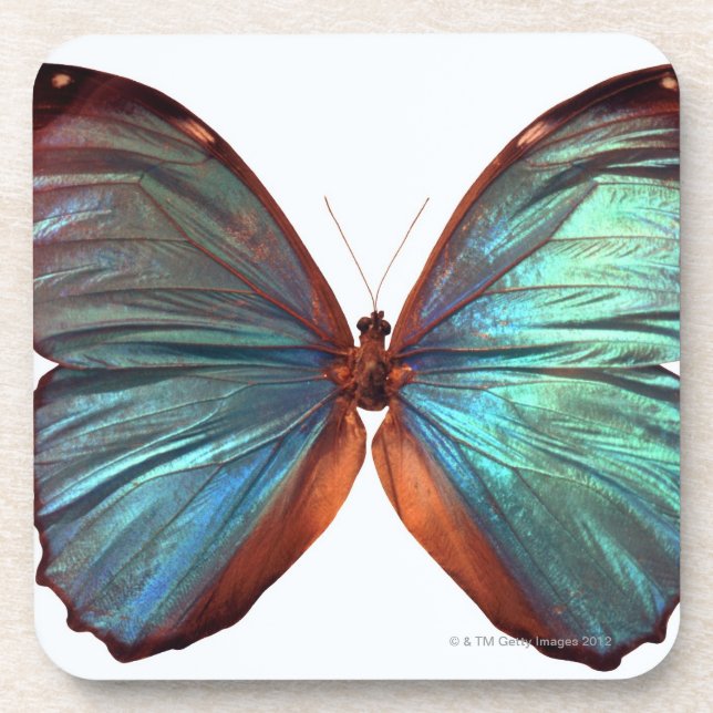 Butterfly with wings spread 2 beverage coaster (Front)