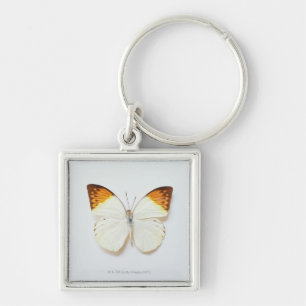 Butterfly with wingspread, found in regions of Asi Keychain