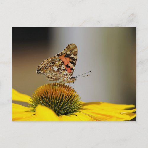 Butterfly Yellow Floral Photo Postcard