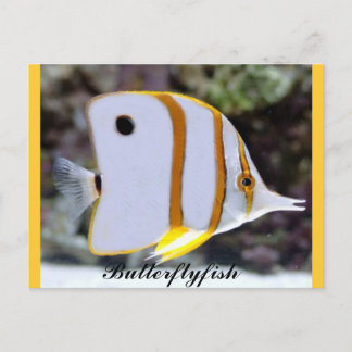 Butterflyfish Postcard