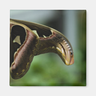butterflyP6335 Magnet