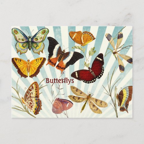 Butterflys Postcard