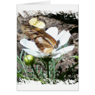 Butterly on flower cards