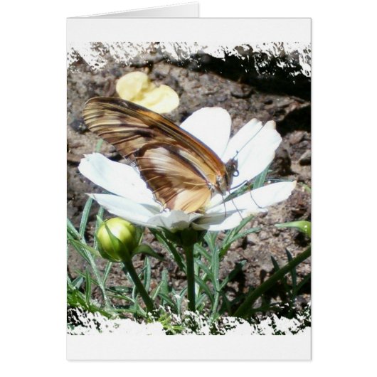 Butterly on flower cards (Front)