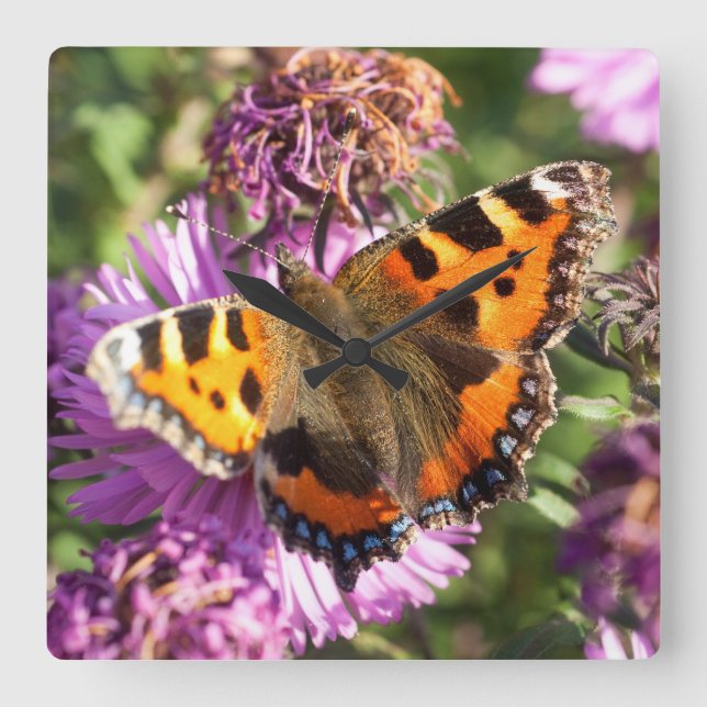Butterly Red Admiral Square Wall Clock (Front)