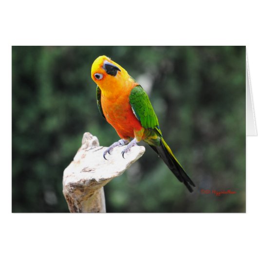 Butters II (Front Horizontal)