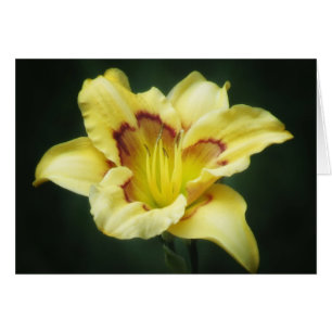 Buttery Yellow - Daylily Cards