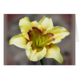 Buttery Yellow on Gray - Daylily Cards