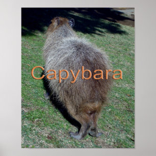 Buttocks of the Capybara-2 Poster