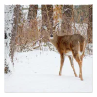 Deep Snow And White-Tail Deer Mortality - - The Adirondack Almanack