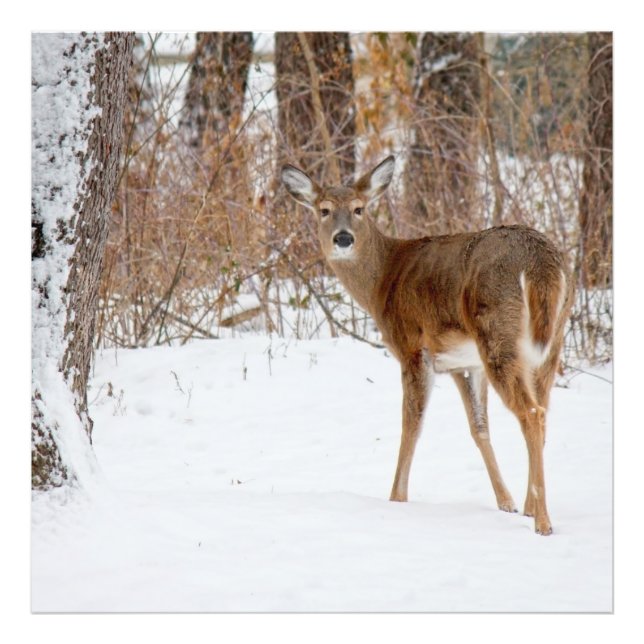 Button Buck Deer in Winter White Snowy Field Photo Print (Front)