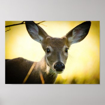 Button Buck Poster by Brad_Chambers at Zazzle