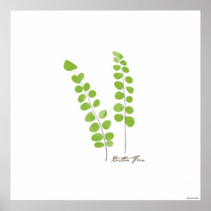 Button Fern Illustration |  Fern Botanical Print
