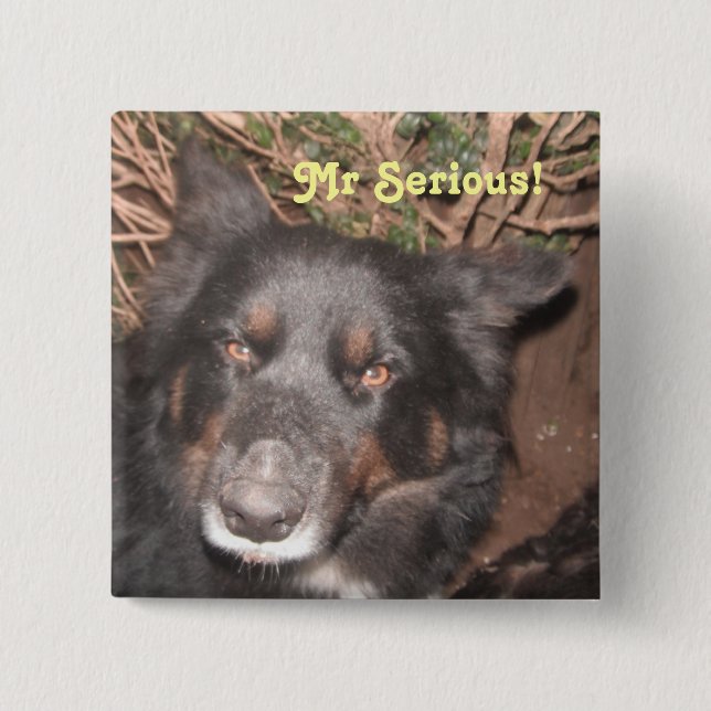 Button Husky Collie Cross (Front)