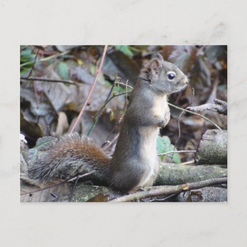 Button the Douglas Squirrel Postcard