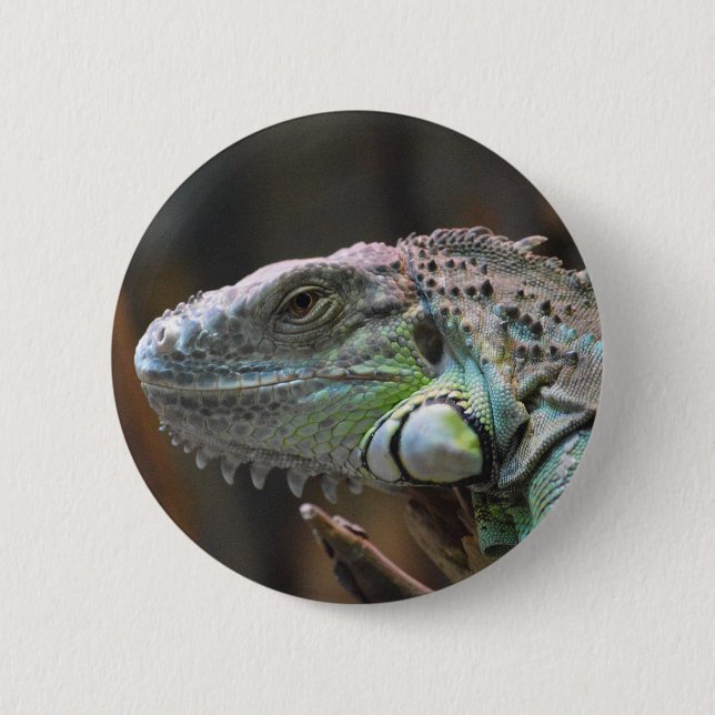 Button with head of colourful Iguana lizard (Front)